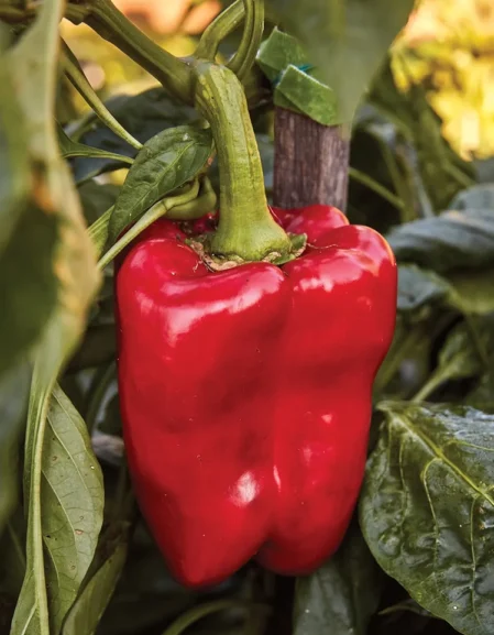 Red King F1 Sweet Pepper growing on plant