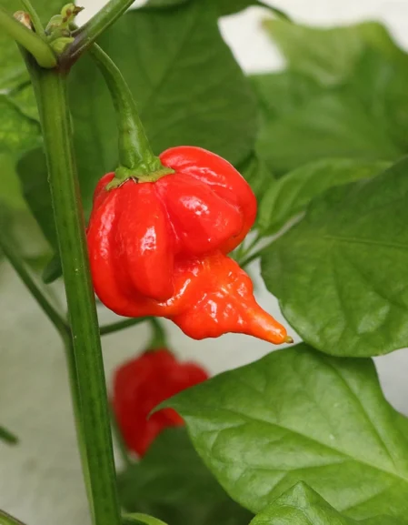 Trinidad Moruga Scorpion Chilli