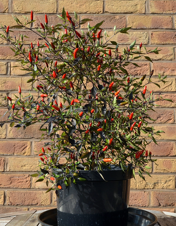 Zimbabwe Black peppers growing on plant