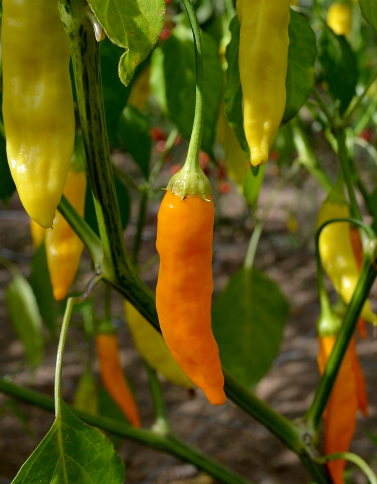 havana gold chilli pepper