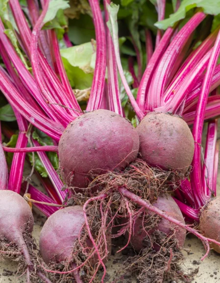 Beetroot Boltardy Seeds