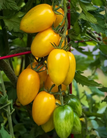 Tomato Bliss F1