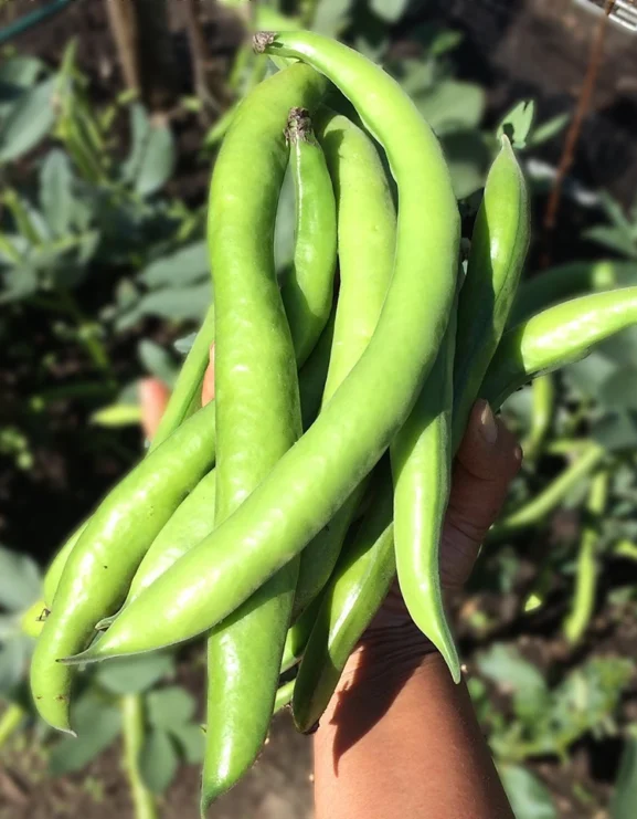 Broad Bean Aquadulce claudia pods