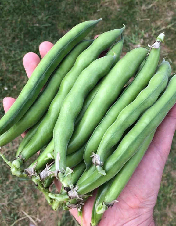 Broad Bean Bunyards Exhibition Seed Pods