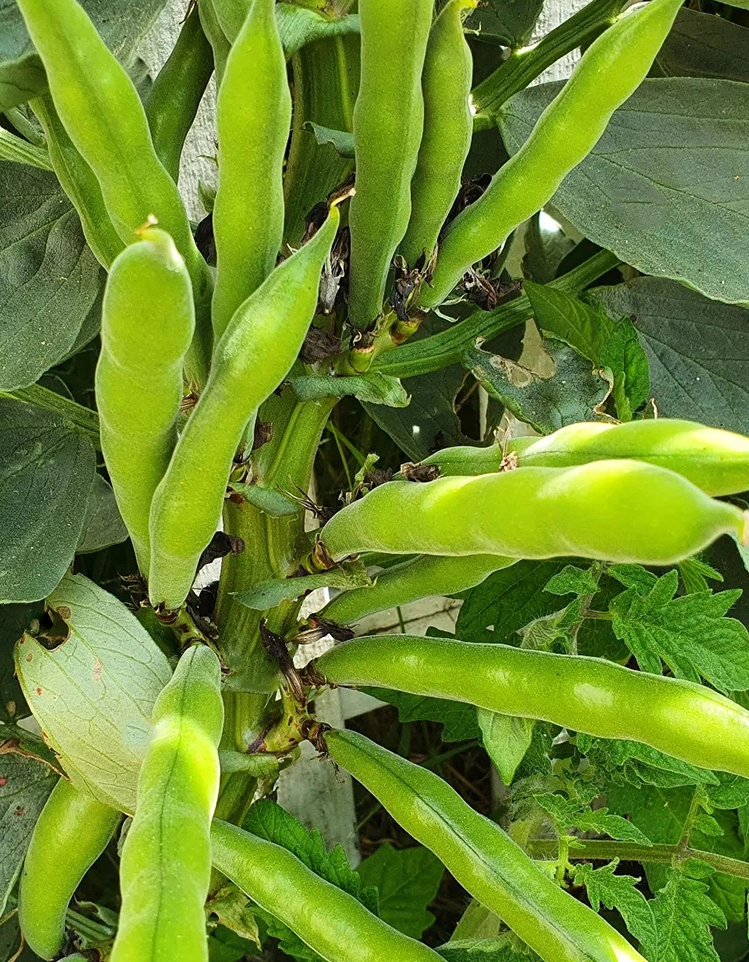 Broad Bean Masterpiece Green Longpod Plant