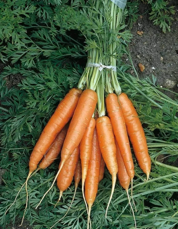 Carrot Early Nantes Seeds