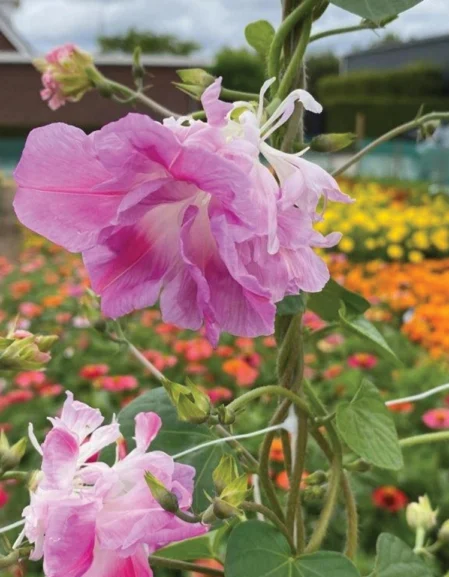 Morning Glory Tutu Flower Seeds