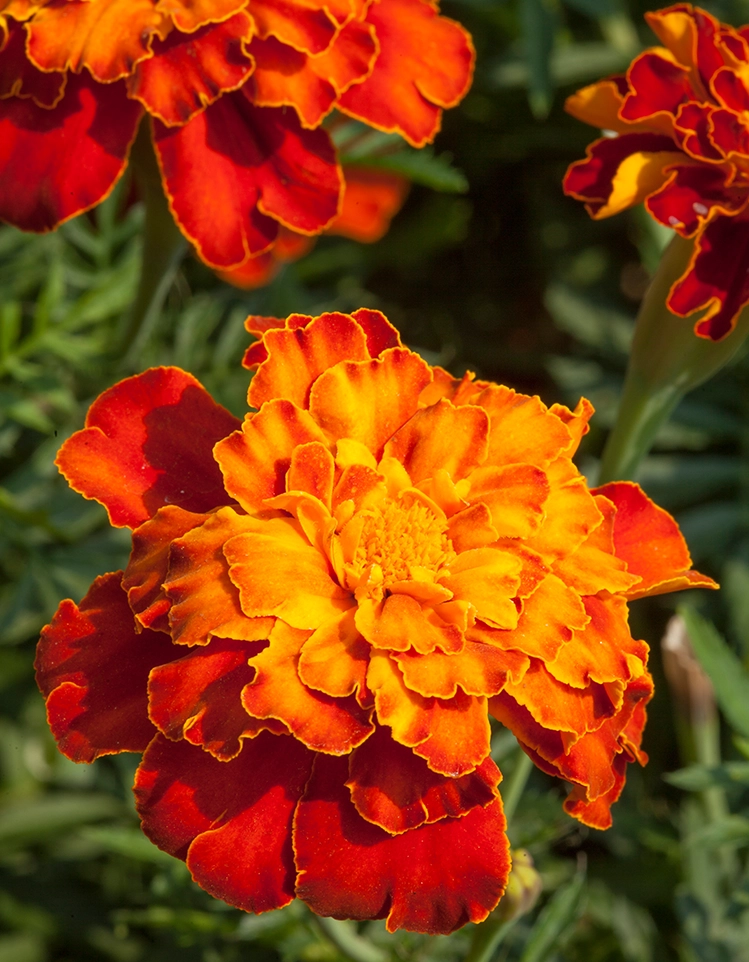 Marigold (French) Firebird Flowers