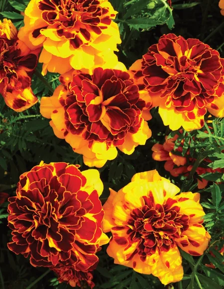 Marigold (French) Goldiluxe Flower Seeds