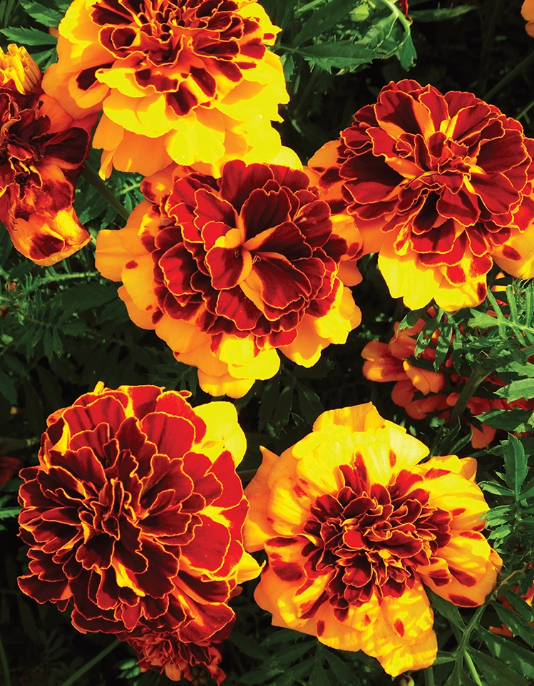 Marigold (French) Goldiluxe
