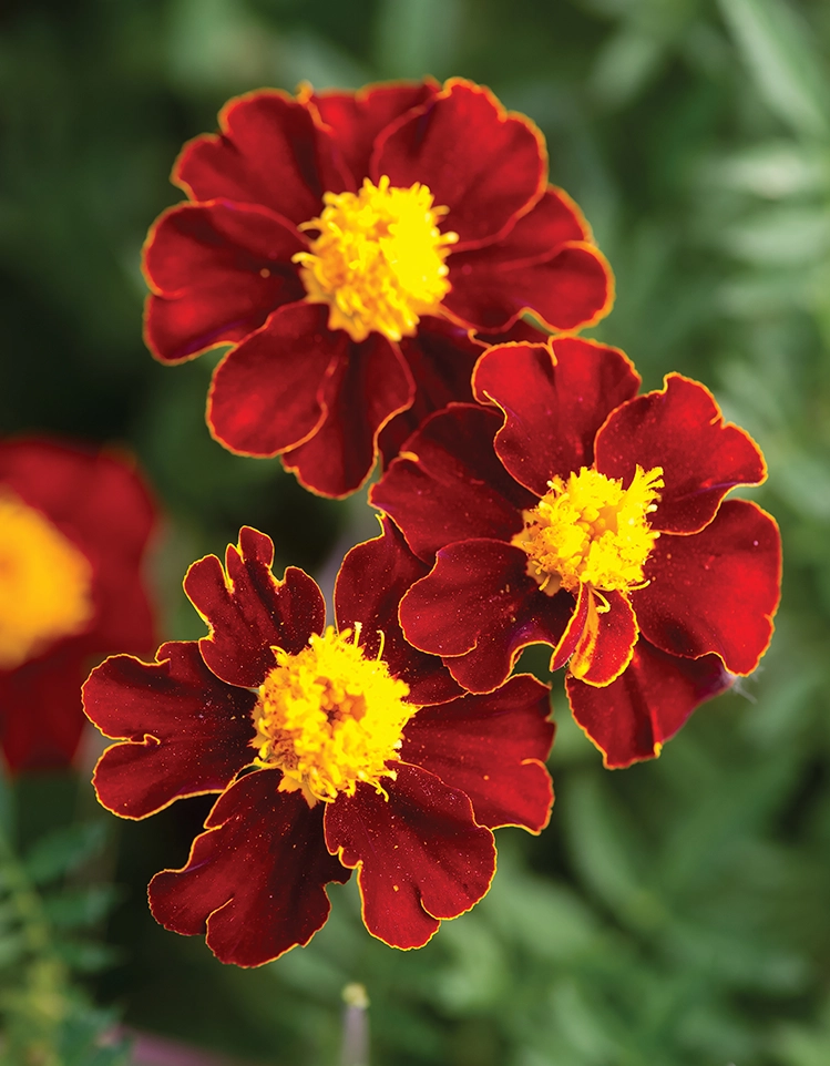 Marigold (French) Red Knight Flowers