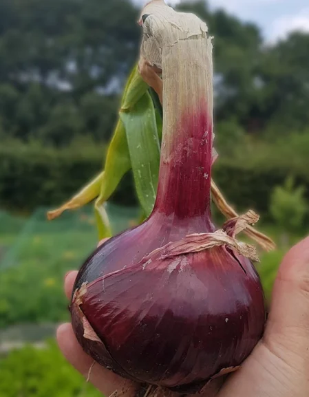 Red Baron Onion