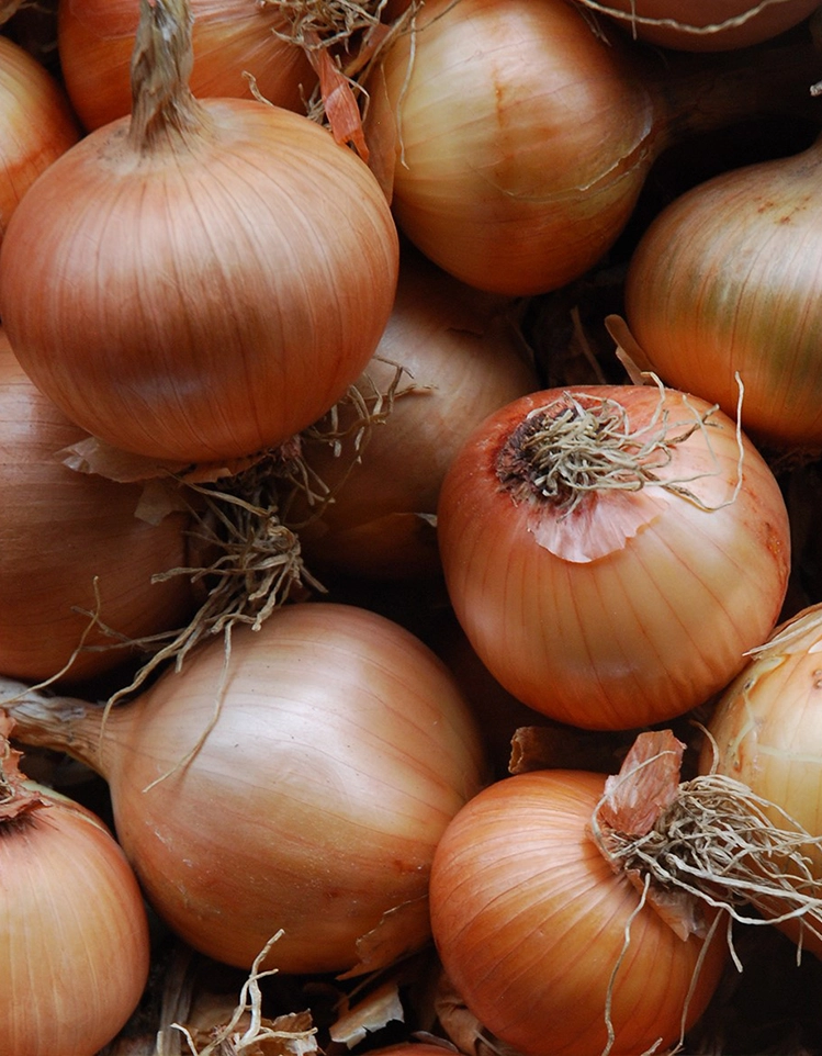 Onion Rijnsburger Onions
