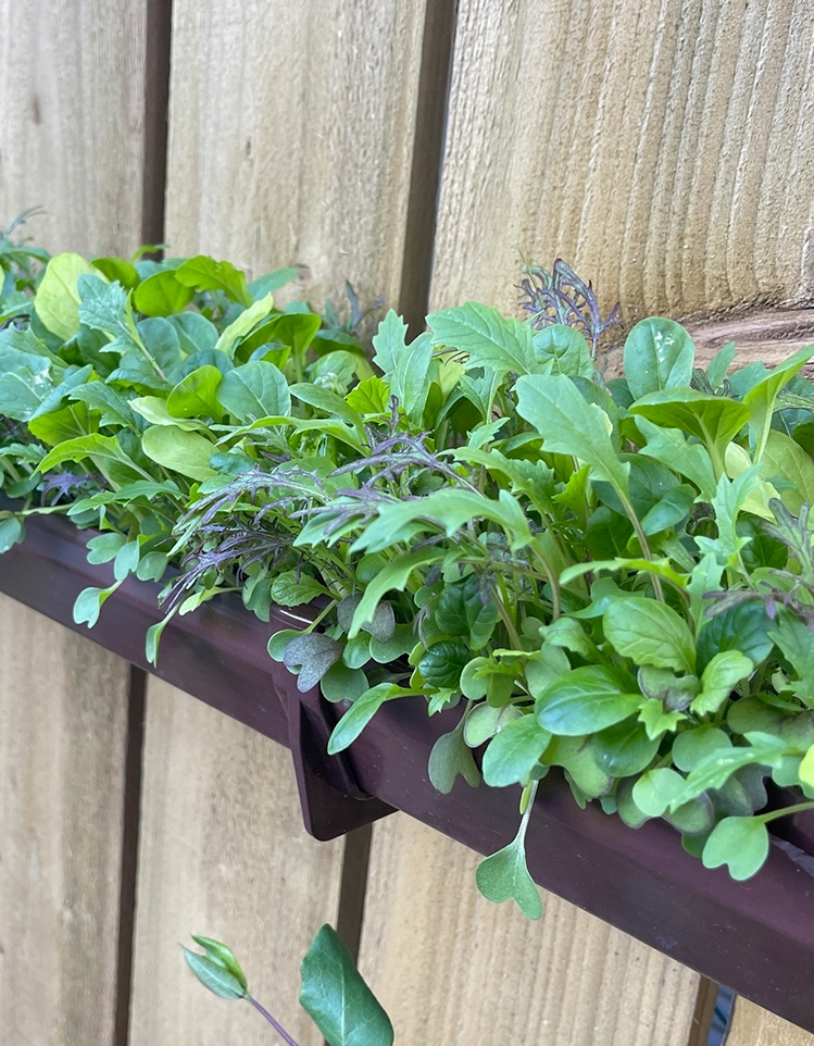 Gutter Gardening