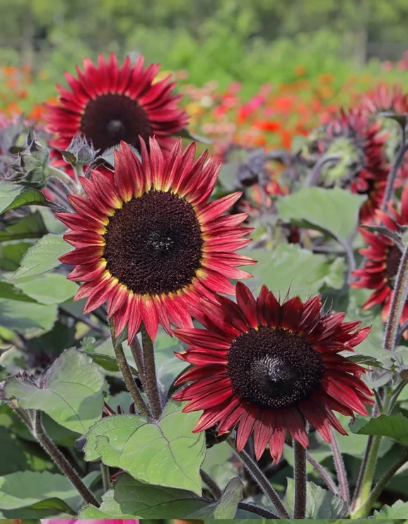 Sunflower Desire Red Flowers