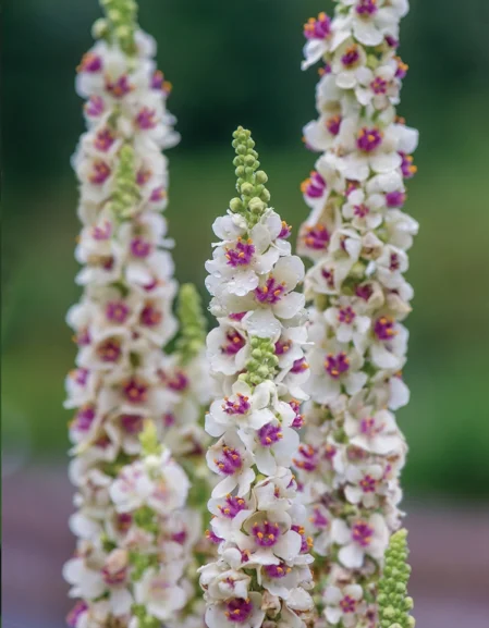 Verbascum Snowy Spires Flowers