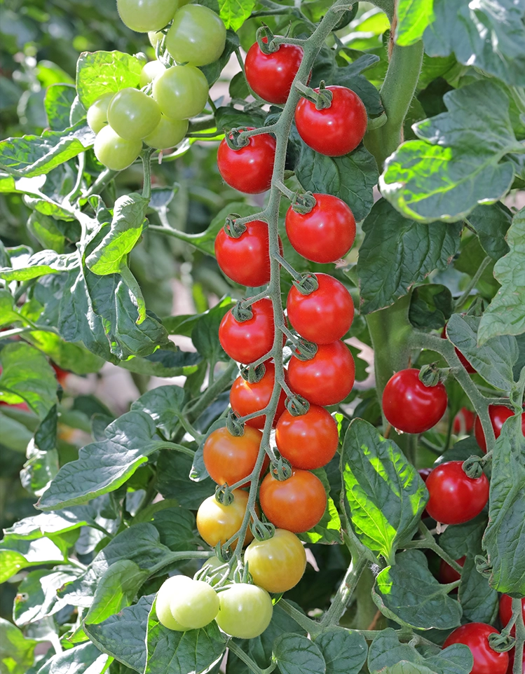 toddler tomato vine