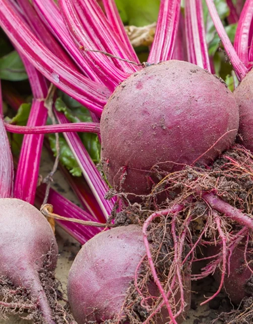 Beetroot Boltardy Seeds