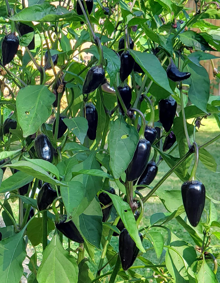 Hungarian Black Chilli Pepper Seeds