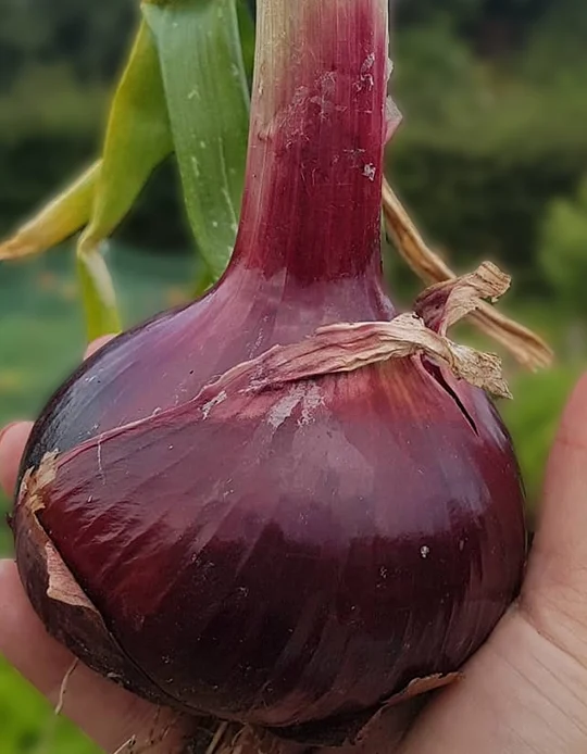 Red Baron Onion