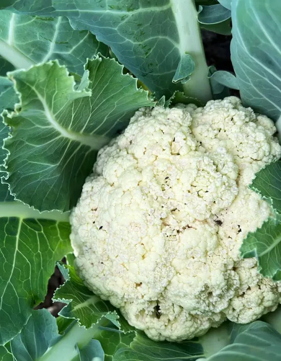 Cauliflower All Year Round