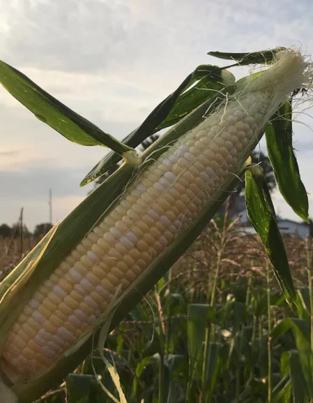 Sweetcorn Ambrosia