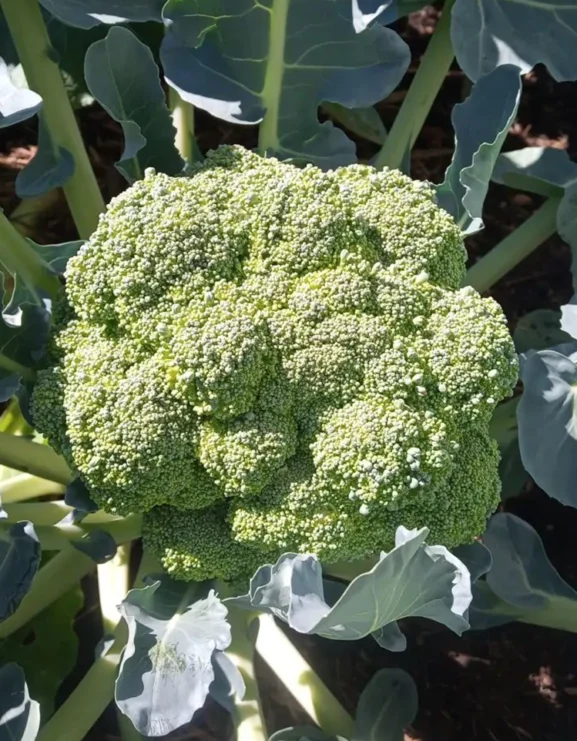 Broccoli Marathon F1 Seeds