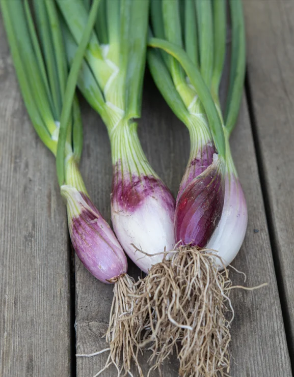 onion long red florence