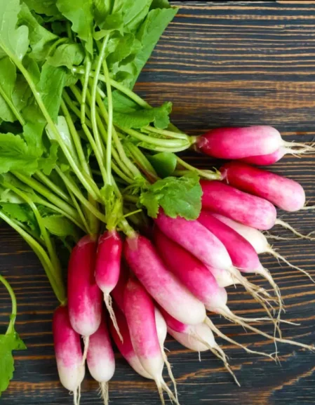 Radish French Breakfast