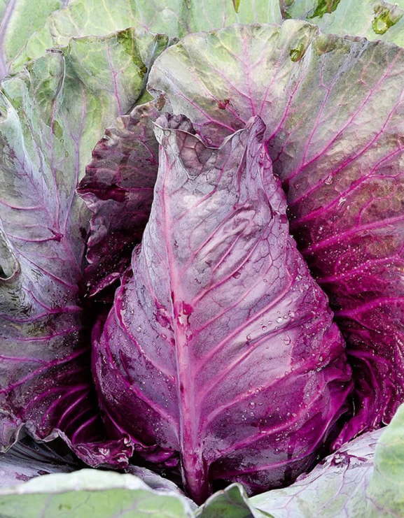 Cabbage Kalibos Red