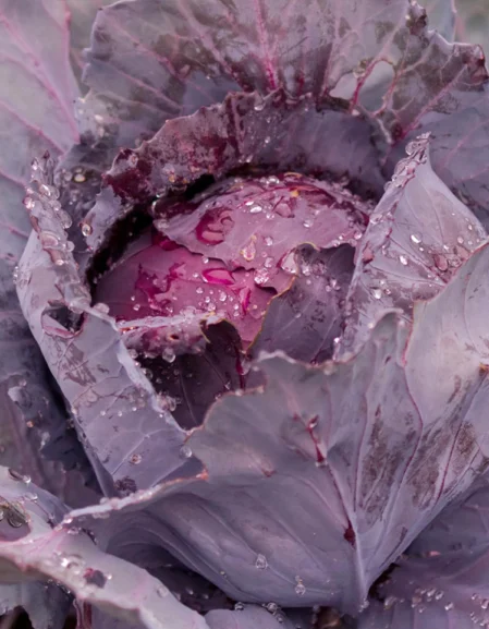 Cabbage Red Drumhead Seeds