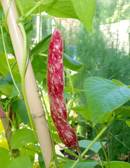 Climbing French Bean Borlotto Lingua di Fuoco