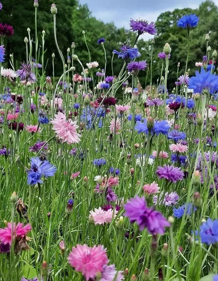Cornflower Crown Double Strain Mixed Seed