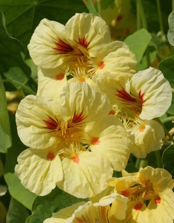 Nasturtium Peach Melba