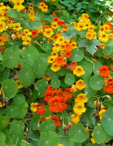 Nasturtium Tall Climbing Mixture