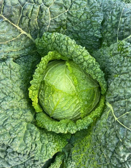 Savoy Cabbage Vertus