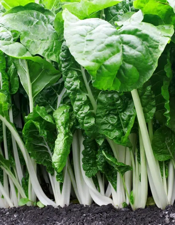 Swiss Chard Fordhook Giant Seeds