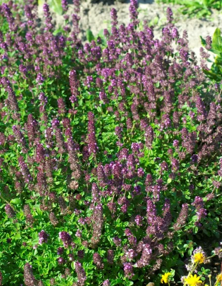 Thymus Serpyllum - Creeping Thyme