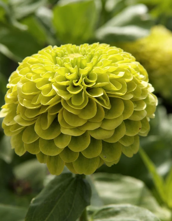 Zinnia elegans Envy