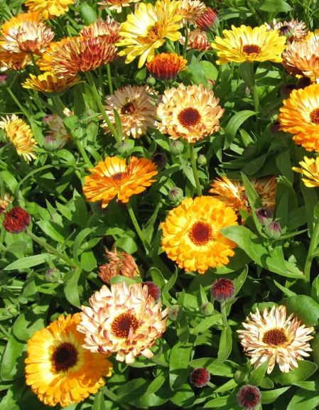 calendula playtime mix