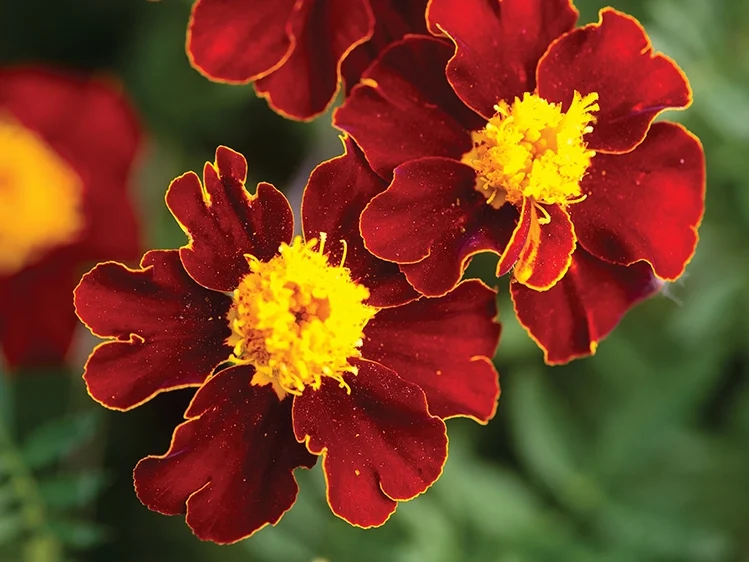 Marigold (French) Red Knight Flowers