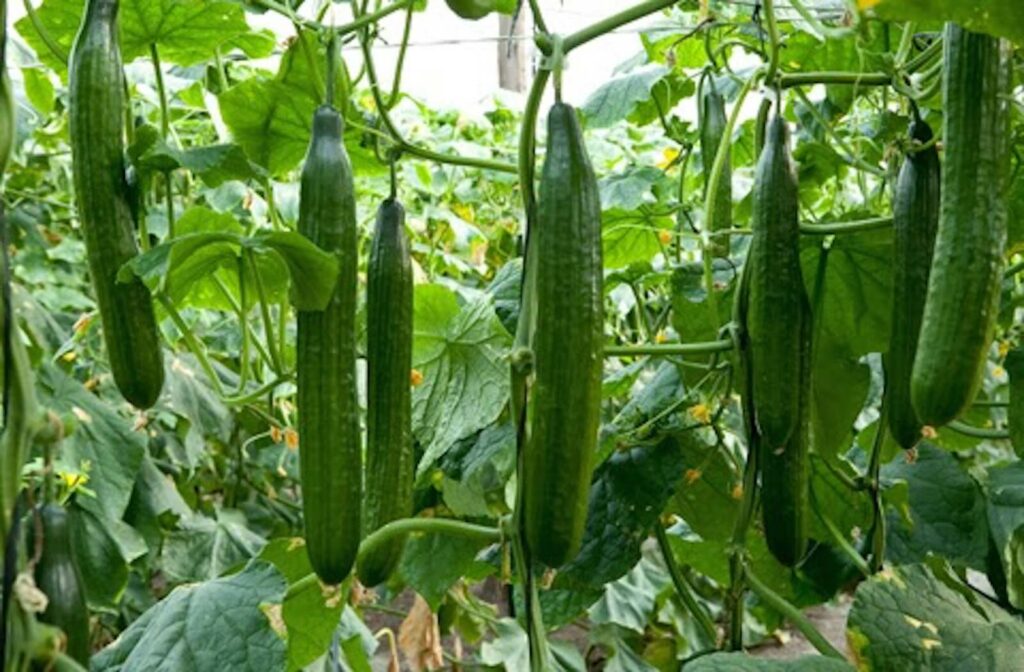 Fresh cucumbers growing in a UK garden, showcasing lush green vines and ripe, juicy cucumbers ready for harvest.