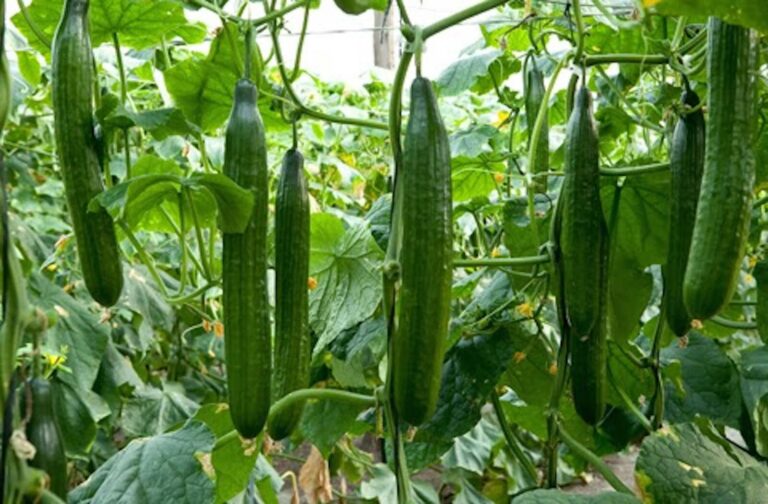 Carmen F1 cucumber