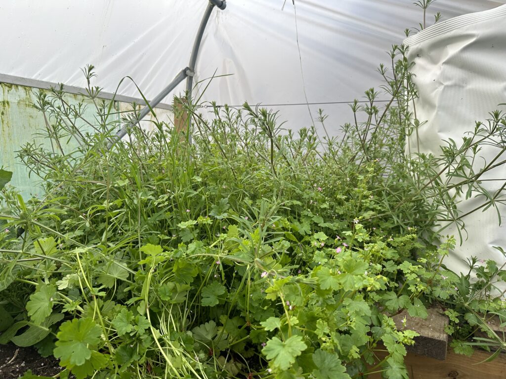 Polytunnel full of Weeds