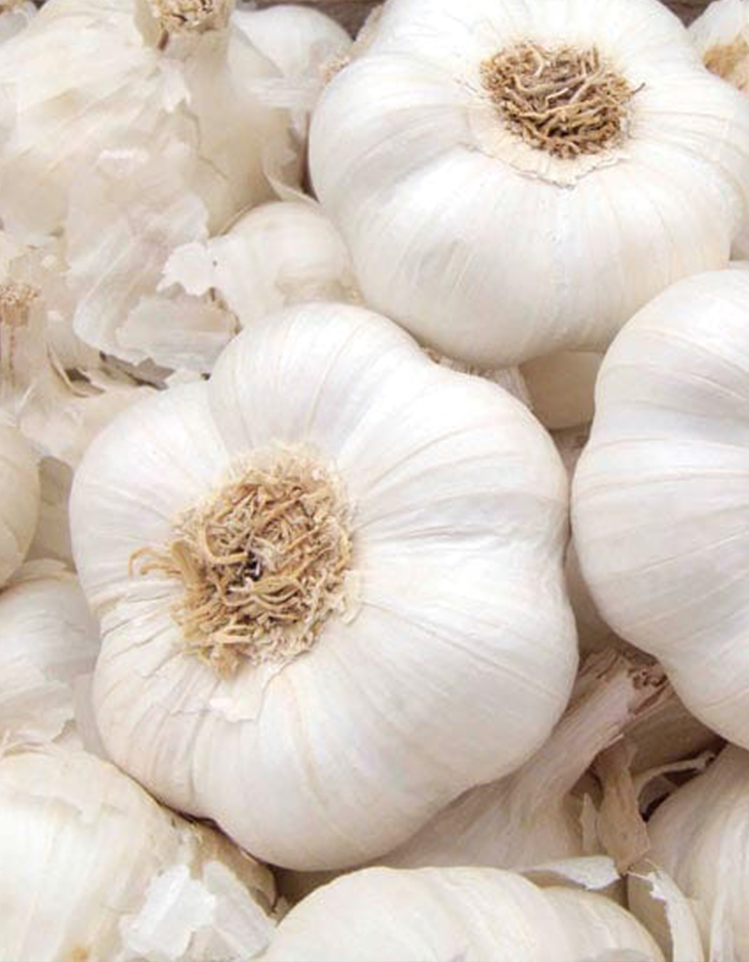 Garlic Provence