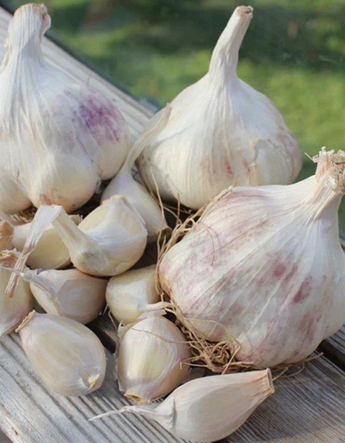 Garlic Maddock Wight Seed