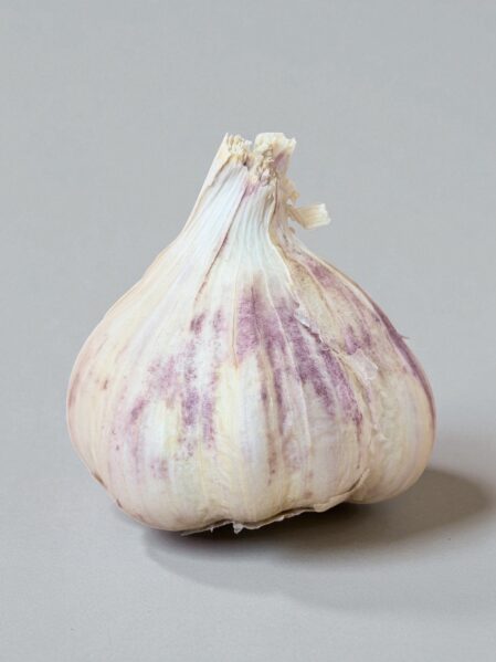Garlic Rhapsody Wight Bulb
