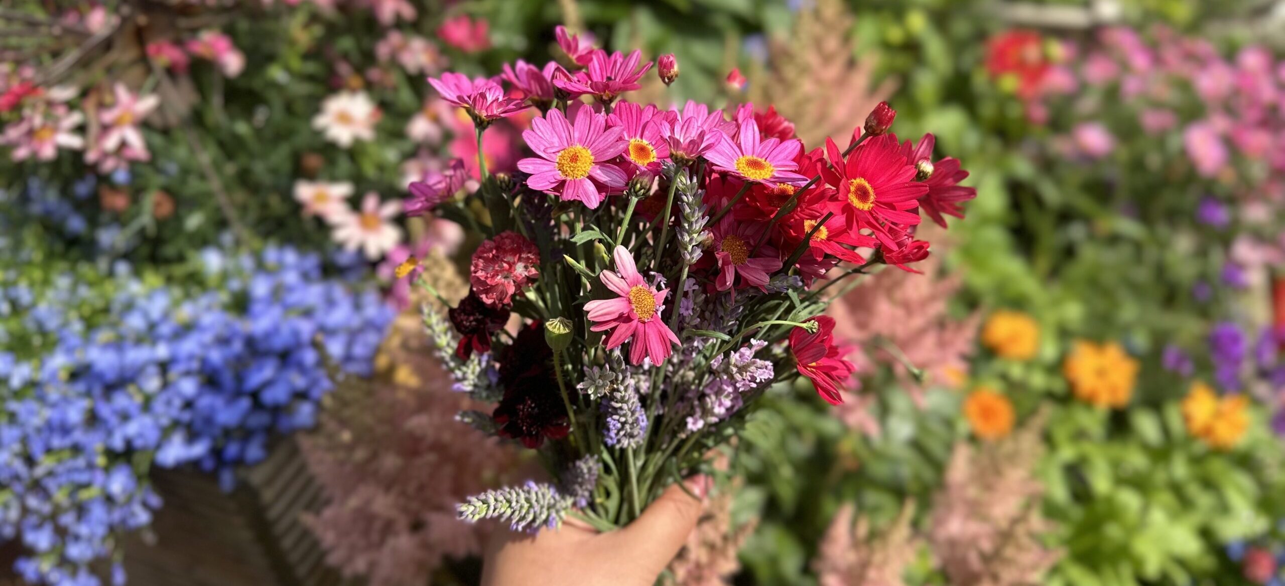 a hand holding a bouquet of flowers