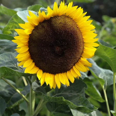 Helianthus Tall Single