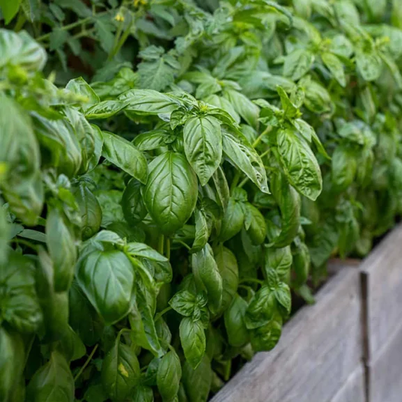 Italian Classic Basil Seeds